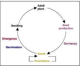 Figure 1.  The lifecycle of an annual weed.