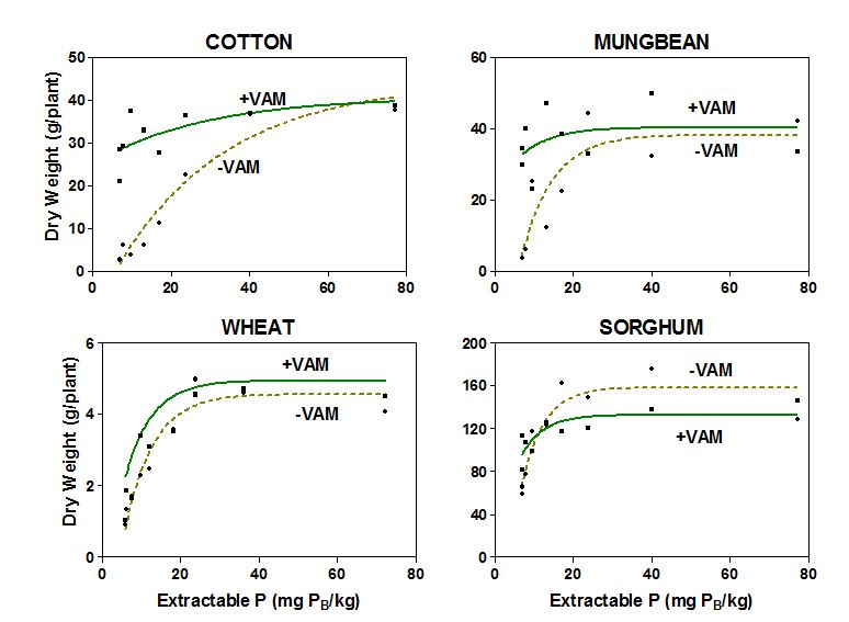 Figure 1.  Dry weight response of crops to increasing P levels with and without mycorrhizal fungi in the soil.