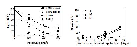 Figure 1.  (Left) Effect of paraquat rate on efficacy of the double knockdown on glyphosate