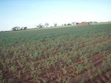 Figure 1. The effect of Group B herbicides on a chickpea crop the following year.
