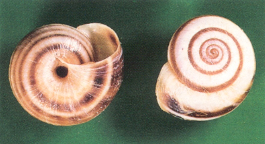 Common White Snail