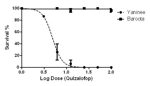 Figure 3. Effect of quizalofop on the survival of barley grass field population 
