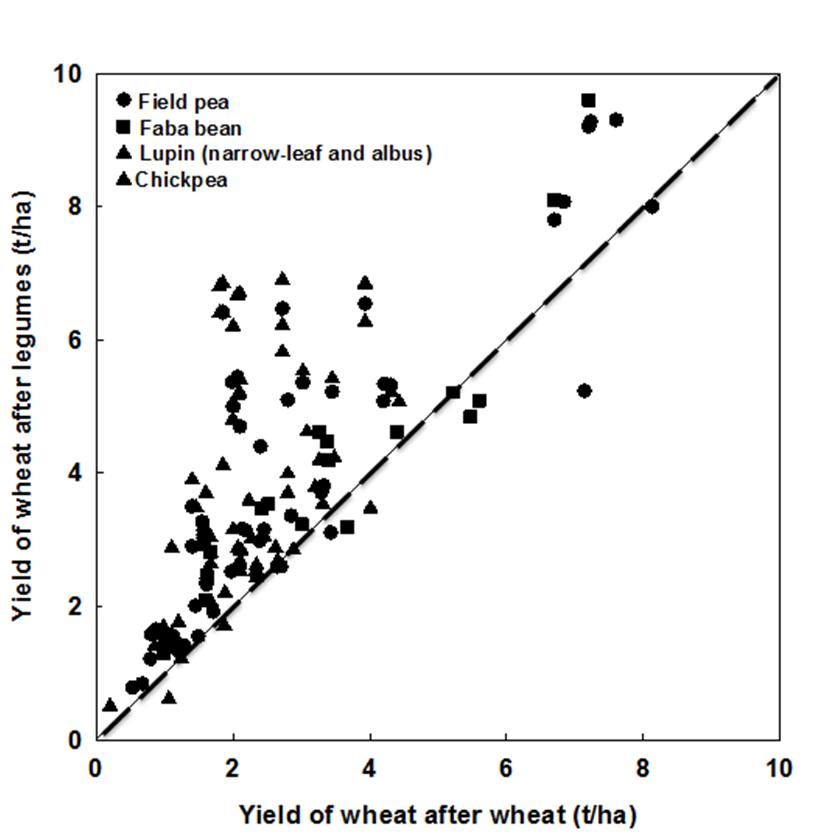 Figure 2. Comparison of yield of wheat growing after grain legumes