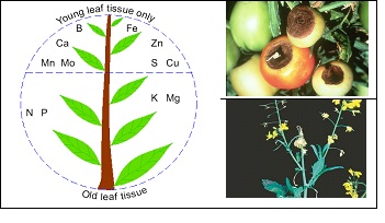 Figure 2. Where nutrient deficiencies are seen (left) and typical symptoms in tomato (top) and canola (bottom).