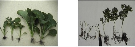 Examples of crop damage - canola & lentils