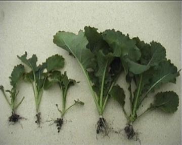 Examples of Crop damage canola