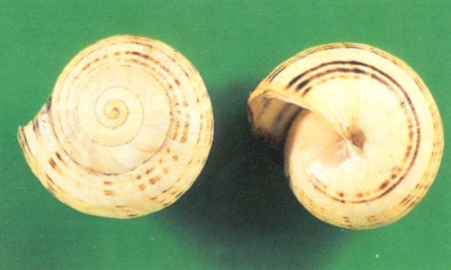 White Italian Snail