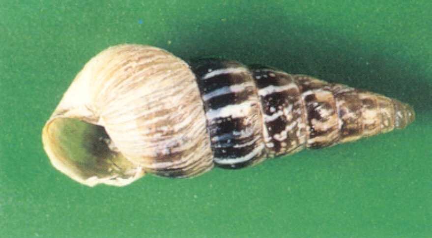 Conical Snail