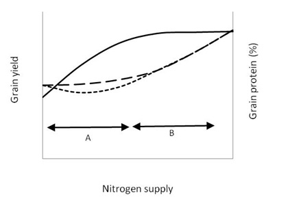 Figure 2.  The general response in yield and protein to N fertiliser