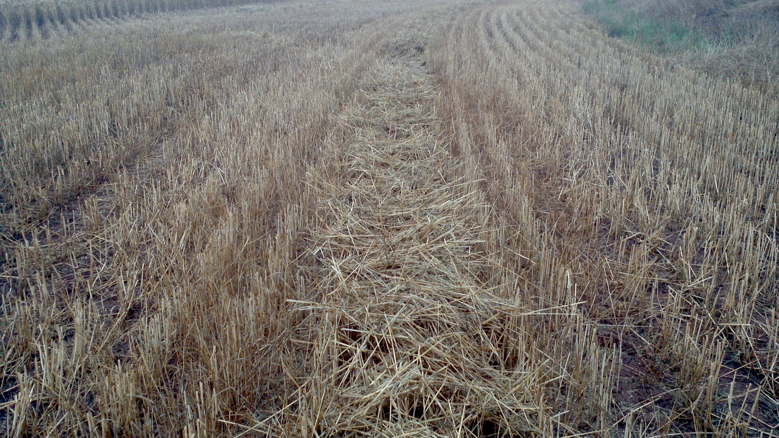 Figure 3: Unburnt windrows following harvest