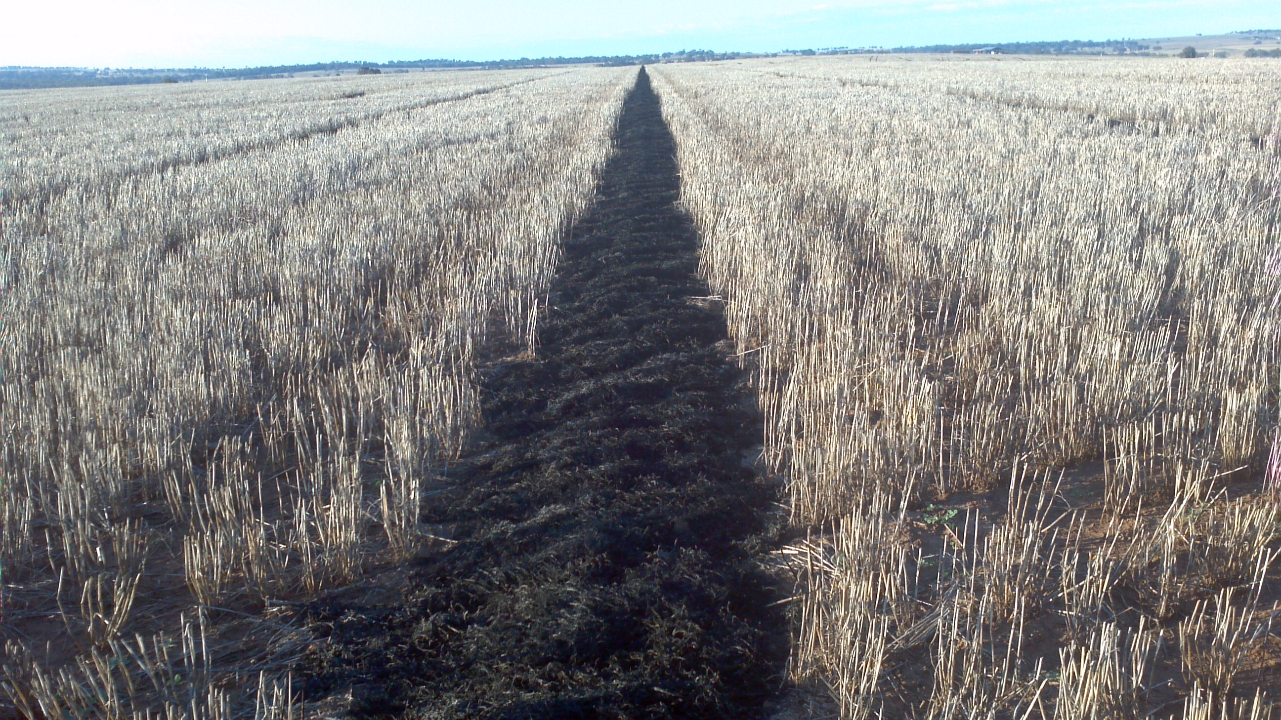 Figure 4:  Windrow burnt successfully with no escapes