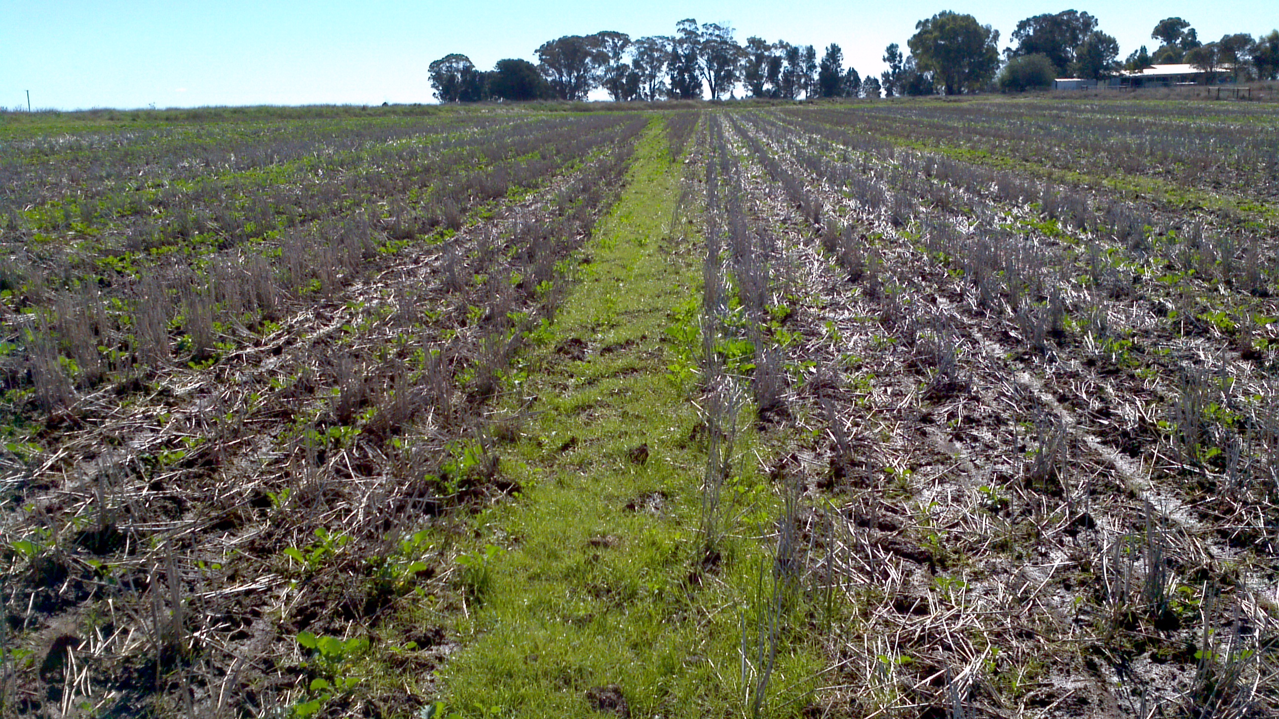 Figure 5:  Windrow burnt in early May in poor conditions did not kill the ryegrass weed seeds as seen in the emerging canola crop the following year.