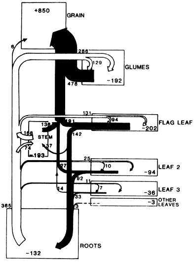 Figure 3:  Movement of nitrogen compounds to the grain for deposition as protein after flowering. (from Simpson et al. 1983)