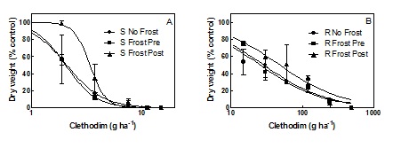 Figure 1.  Response of susceptible (A) and resistant (B) annual ryegrass populations to clethodim with 3 days of simulated light frost prior to or post application of clethodim.  Annual ryegrass seedlings were treated at the 3-leaf stage.