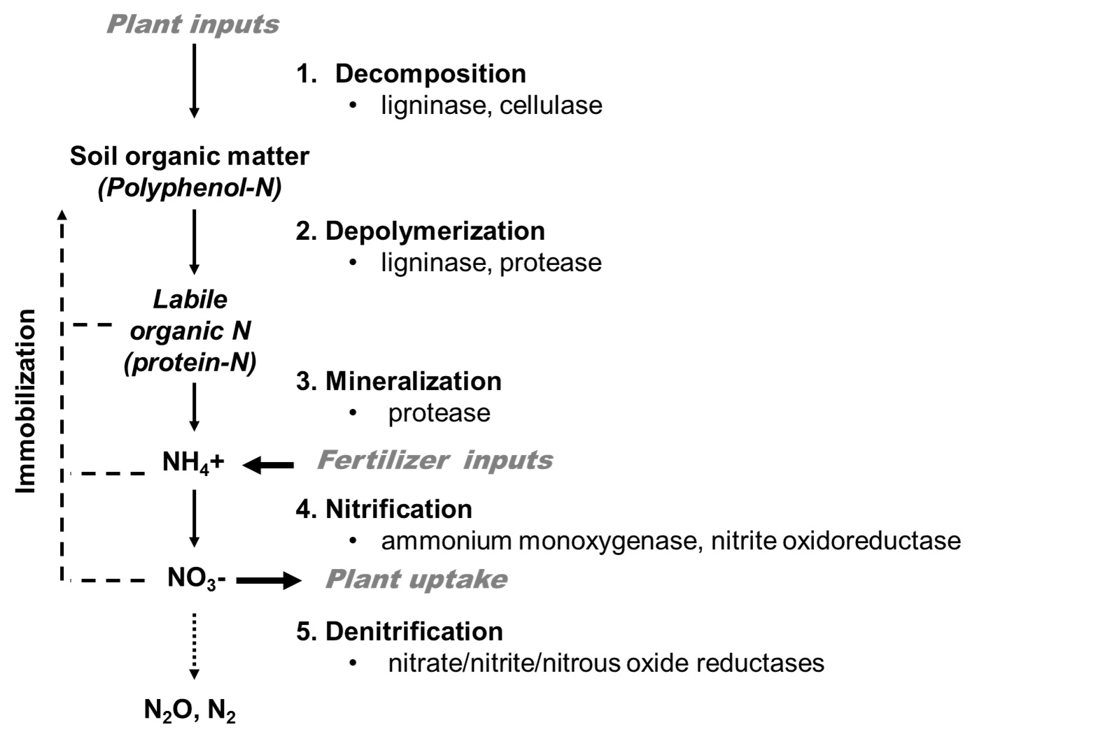 Figure 1. Microbially-mediating cycling of organic and inorganic nitrogen in agricultural soils. 