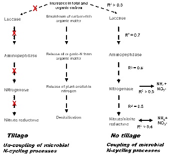 Figure 4: Relationship between the activities of different microbial N-cycling communities at sowing in tilled versus non-tilled systems.