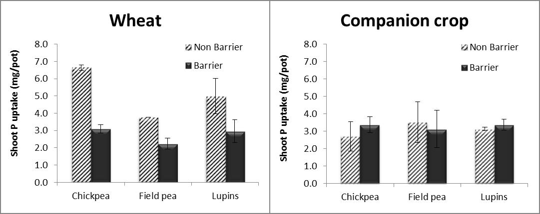 Figure 1. Phosphorus uptake by wheat and companion legume break crop under two systems, with and without barrier. Error bars represent one standard error. 