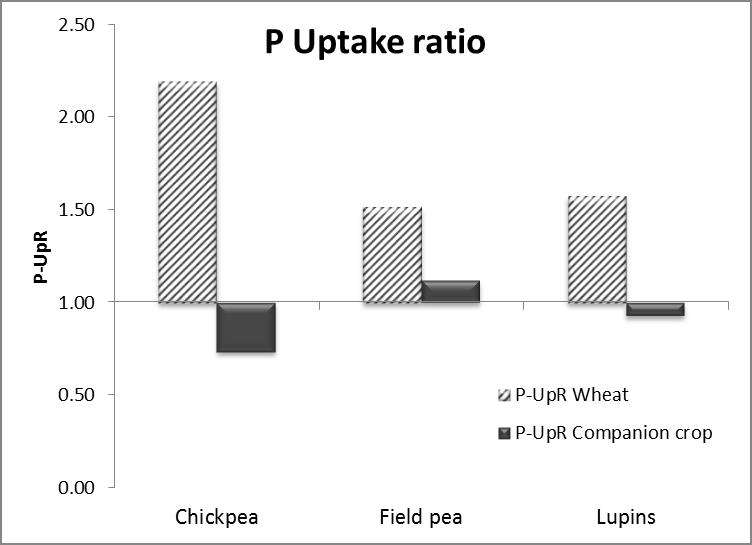 Figure 2. Phosphorus uptake ratio between the two systems: with and without barrier.