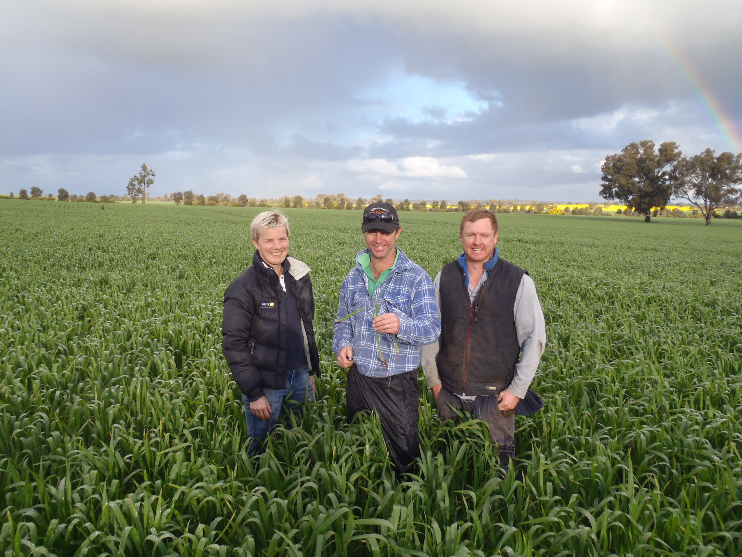 Heidi, David and Adam Gooden stand in their crop of Eaglehawk sown 12 April 2013.
