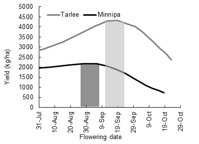 The relationship between flowering time and yield at Minnipa and Tarlee
