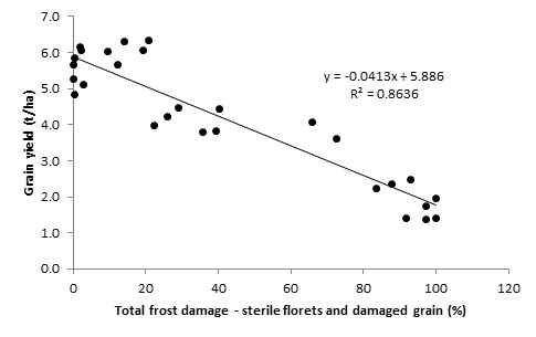 The relationship between frost damage and grain yield