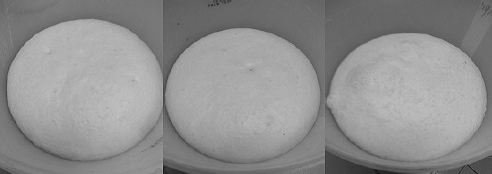 Three different lumps of dough after 4 hours fermentation.
