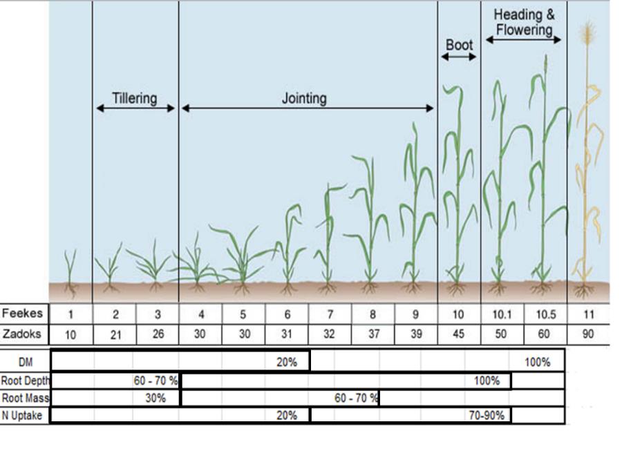 Figure 3.  Generalised development of aboveground biomass and root activity in cereals at a range of growth stages.