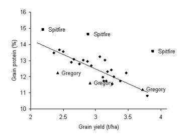 Figure 4.  Grain yield and grain protein of 14 main season wheat varieties for three sowing dates at Condobolin, 2011. 