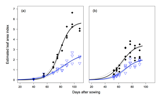 Figure (a) 2011 and (b) 2012 shows the leaf area index change over time and the point where P. thornei affects the growth and development of the intolerant cultivar Strzelecki. Text description follows.
