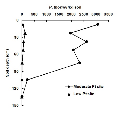 Relationship between the soil depth and the amount of Pratylenchus thornei per kilogram of soil in two adjacent fields, one found to have low P. thornei popultions and the other found to have moderate P. thornei populations. Text description follows image.