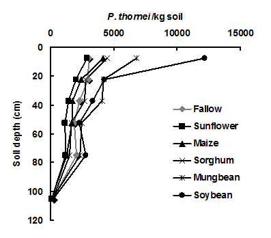 Results of the amount of P. thornei per kilogram of soil at different soil depths after growing 6 different crop varieties. Text description follows image.