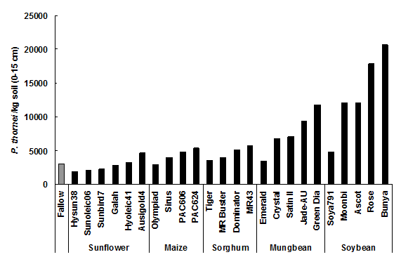 Results of the amount of P. thornei per kilogram of soil at 0 to 15 cms soil depth after the harvest of 5 summer crops. Text description follows image.