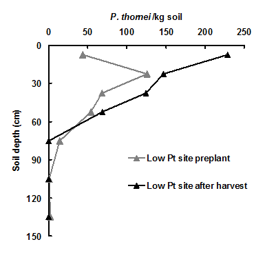 Results of the amount of P. thornei per kilogram of soil at varying soil depths in low Pratylenchus thornei sites at preplant and after harvest times. Text description follows image.