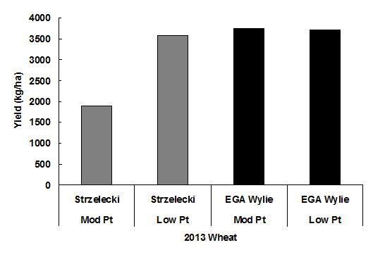 Results of the yield in kilograms per hectare of a tolerant and intolerent wheat type in the low and moderate P. thornei sites. Text description follows image.