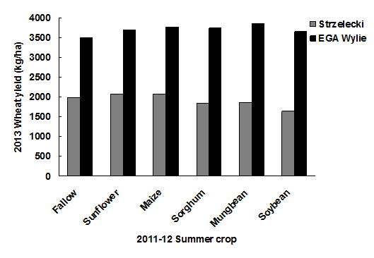 Results of the 2013 wheat yield in kilograms per hectare of the intolerant wheat Strzelecki and the tolerant wheat EGA Wylie at the site which started with moderate P. thornei populations after 6 different summer crops were planted in 2011 to 2012. Text description follows image.