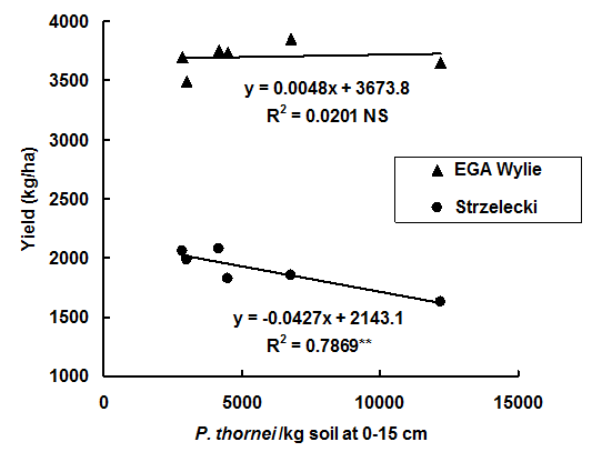 Results of the relationship between the yield and amount of P. thornei per kilogram of soil at 0 to 15 cms depth in the wheat Strzelecki and EGA Wylie from the moderate P. thornei site. Text description follows image.