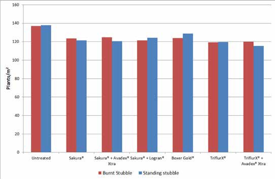  Figure 4. Wheat establishment counts taken on 13th June (average of four counts in plants/m2).