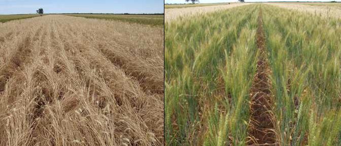 Figure 9. The ryegrass observed in the untreated control (left) compared to Sakura (right). The control was sprayed with two litres of Roundup three weeks prior to this photo aiming to minimise seed set.