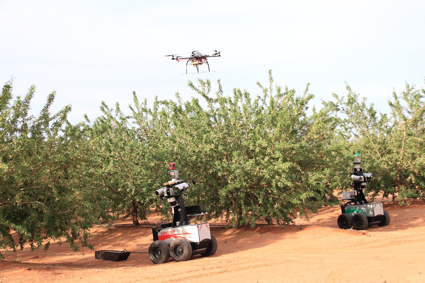 Tree crop with two robots on the ground in the field and one aerial robot flying over the field.