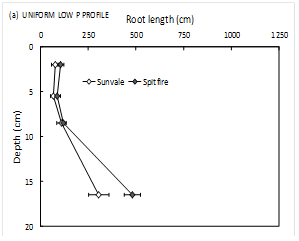 Root length to depth of two wheat cultivars grown for 3 weeks in a uniform low P profile - text description follows