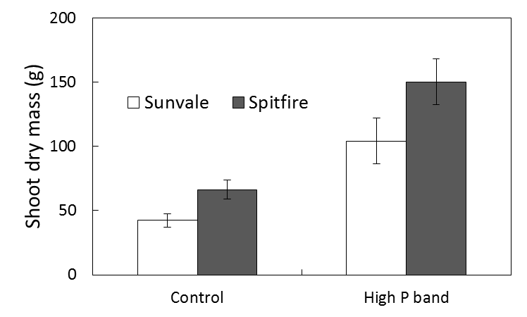 Shoot dry mass of Sunvale and Spitfire wheat cultivars grown for 3 weeks in a uniform low P profile (Control) or with P banded at 5 cm depth - text description follows