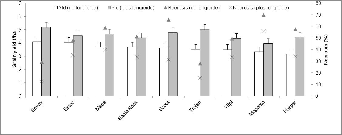 Figure 1 Effect of fungicide application on the grain yield (t/ha) and leaf necrosis (top 3 leaves) of varieties sown on the 24th April 2013 in Gibson (Source Young, DAFWA.  LSD depicted by error bars)