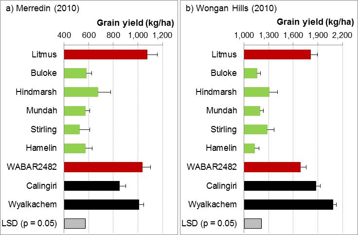 Figure 2 Grain yield (± s.e.) of 7 barley cultivars (including 2 cultivars carrying the Alt1 gene, Litmus and WABAR2482) and 2 wheat cultivars (Calingiri and Wyalkatchem) averaged across the nil and plus lime strips at a) Merredin (2010), b) Wongan Hills (2010), c) Merredin (2011) and d) Wongan Hills (2011).