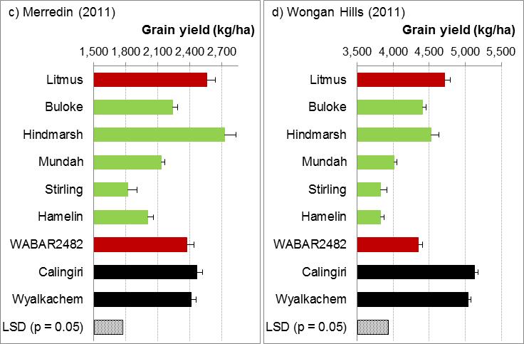 Figure 2 Grain yield (± s.e.) of 7 barley cultivars (including 2 cultivars carrying the Alt1 gene, Litmus and WABAR2482) and 2 wheat cultivars (Calingiri and Wyalkatchem) averaged across the nil and plus lime strips at a) Merredin (2010), b) Wongan Hills (2010), c) Merredin (2011) and d) Wongan Hills (2011).