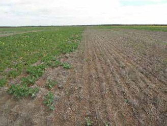 Figure 1 Extreme benefits observed for on-row seeding in water repellent soil. (A) Canola crop sown into old furrows (left of photo) and between the old rows (right of photo). Source: Paul Hislop and Derk Bakker. (B) Barley crop where seeder width was not matched to previous year’s row width. Source: Margaret Roper.