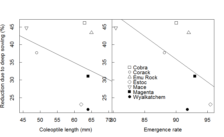 Figure 2 Coleoptile length and emergence rate affect establishment reduction due to deep sowing at North Miling.  Emergence rate is estimated as the proportion of total emergence (5 weeks after sowing) that occurred in the first 2 weeks. 