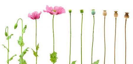 Figure 9. Stages of late maturity in Papaver Somniferum L.