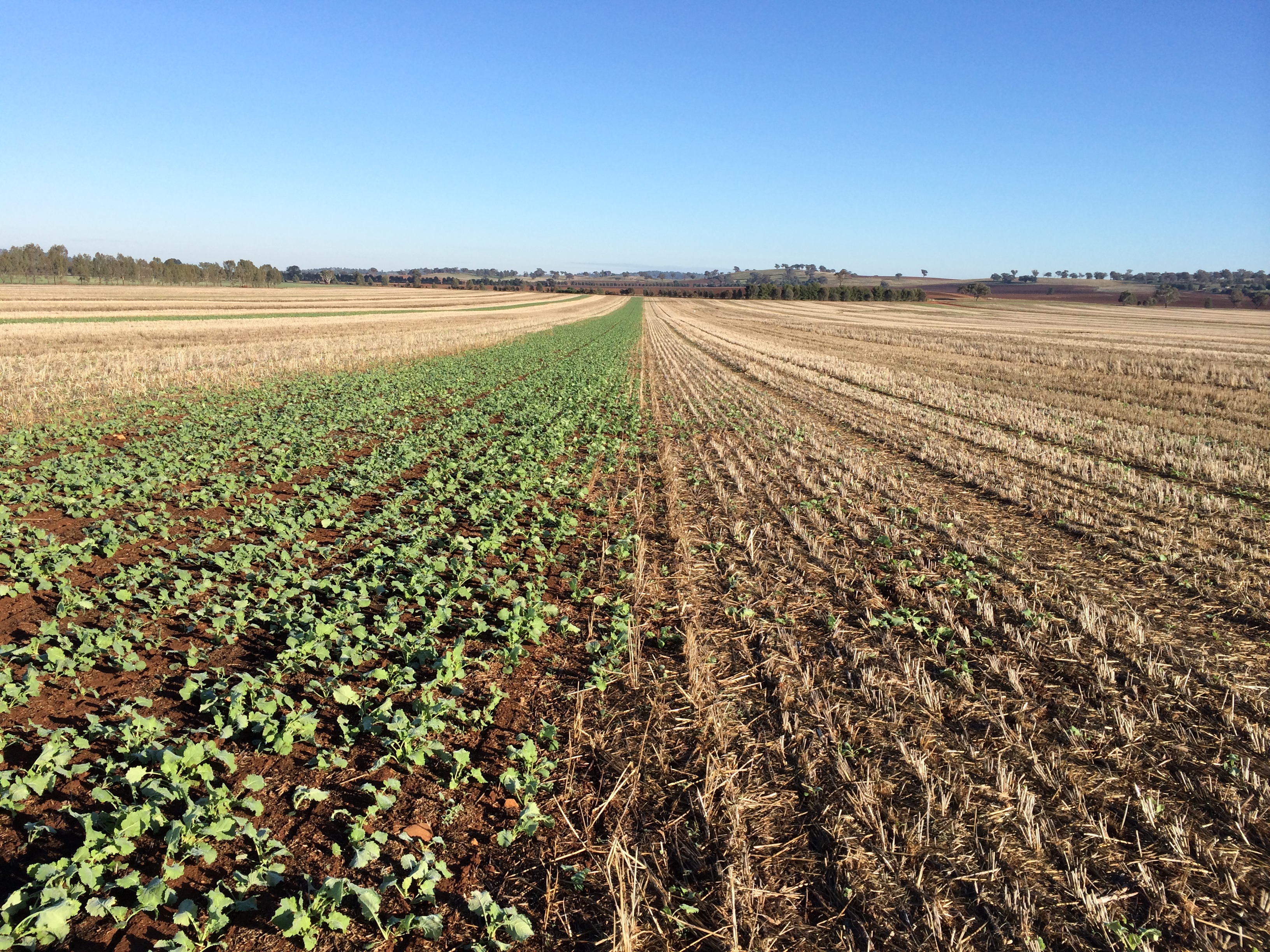 Figure 1. Canola establishment and growth in an experiment conducted by FarmLink and CSIRO