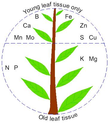 Figure 1. Tissues to sample for nutrient testing, symptoms occur in the older leaves first with mobile nutrients and the younger leaves first with less mobile nutrients (Price 2006).