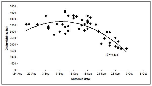 Figure 2. The effect of anthesis date on grain yield of eighteen barley varieties sown at three sowing dates at Matong in 2014.